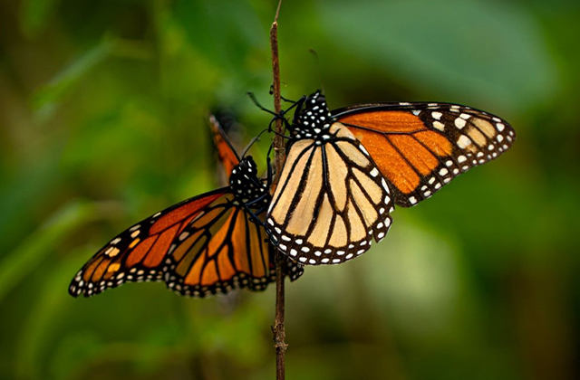 mariposa